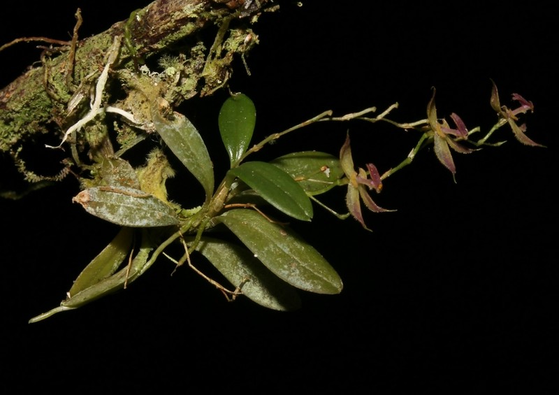 Andinia tingomariana