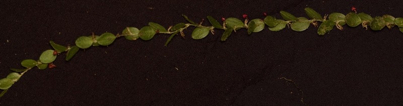 Andinia triangularis