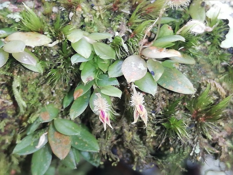 Andinia trimytera