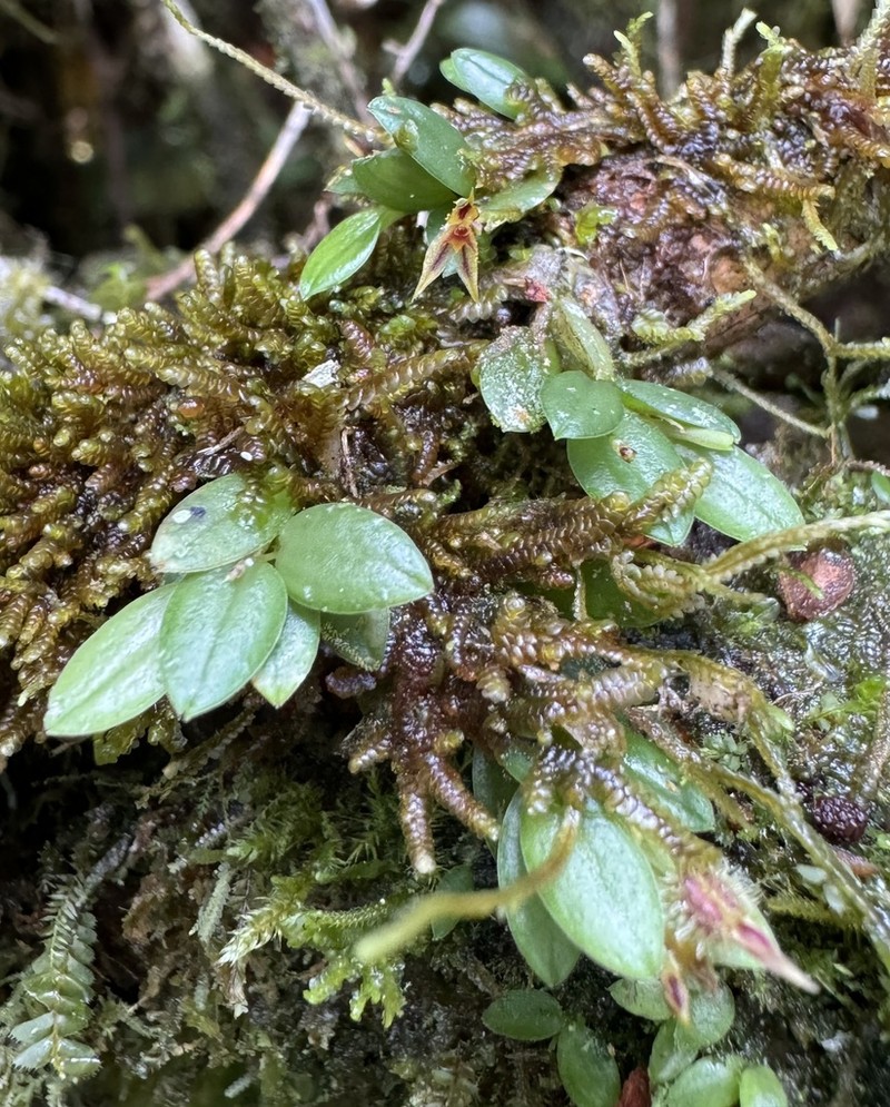 Andinia trimytera photo 2