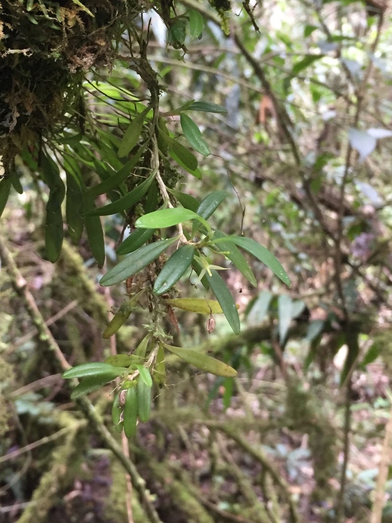 Andinia vestigipetala