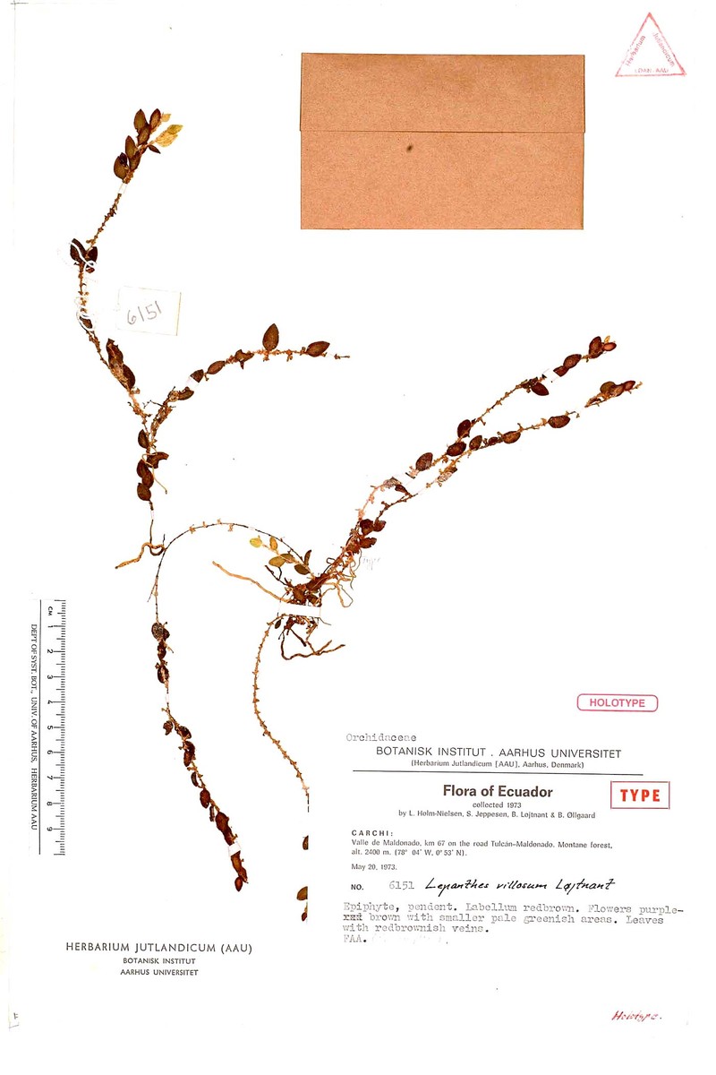 Andinia villosa