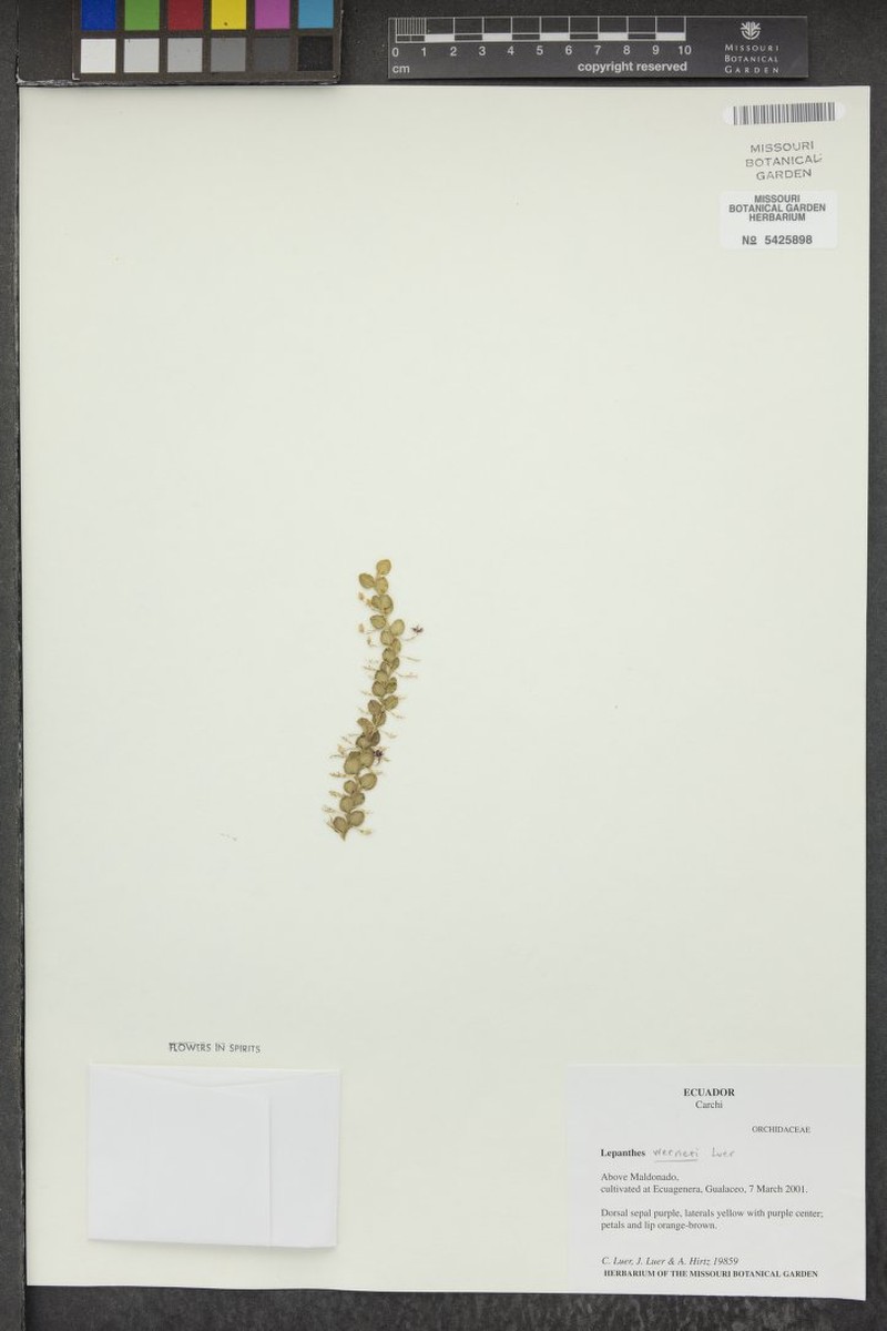 Andinia werneri photo 2