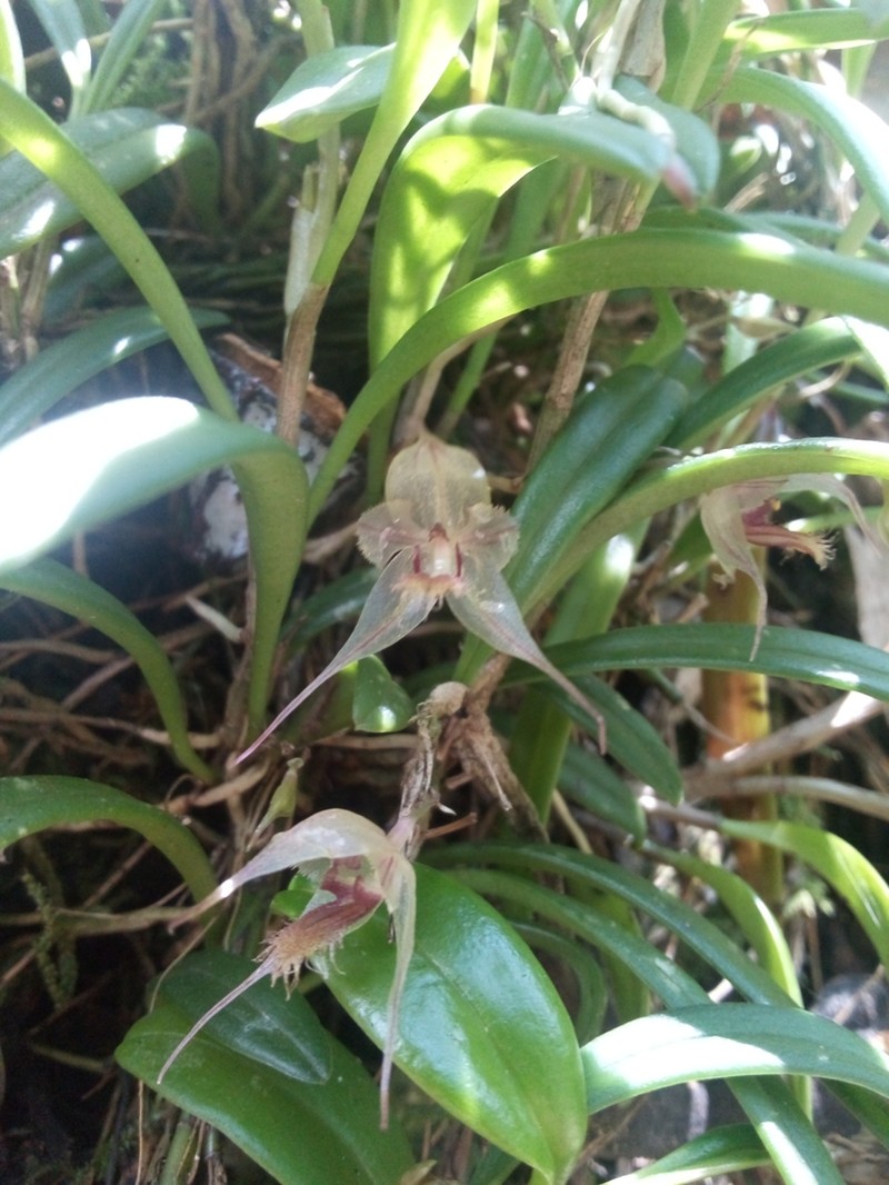 Andinia xenion