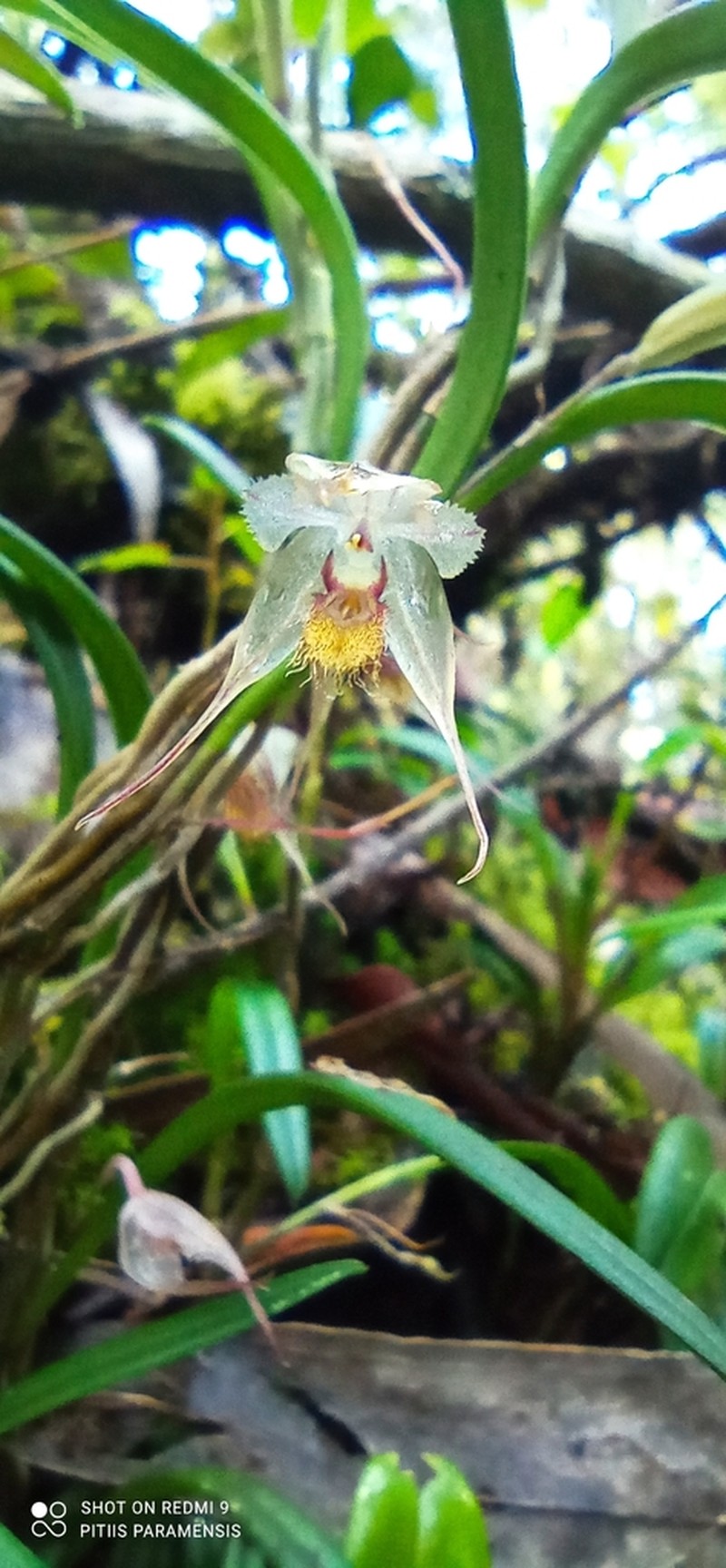 Andinia xenion photo 5