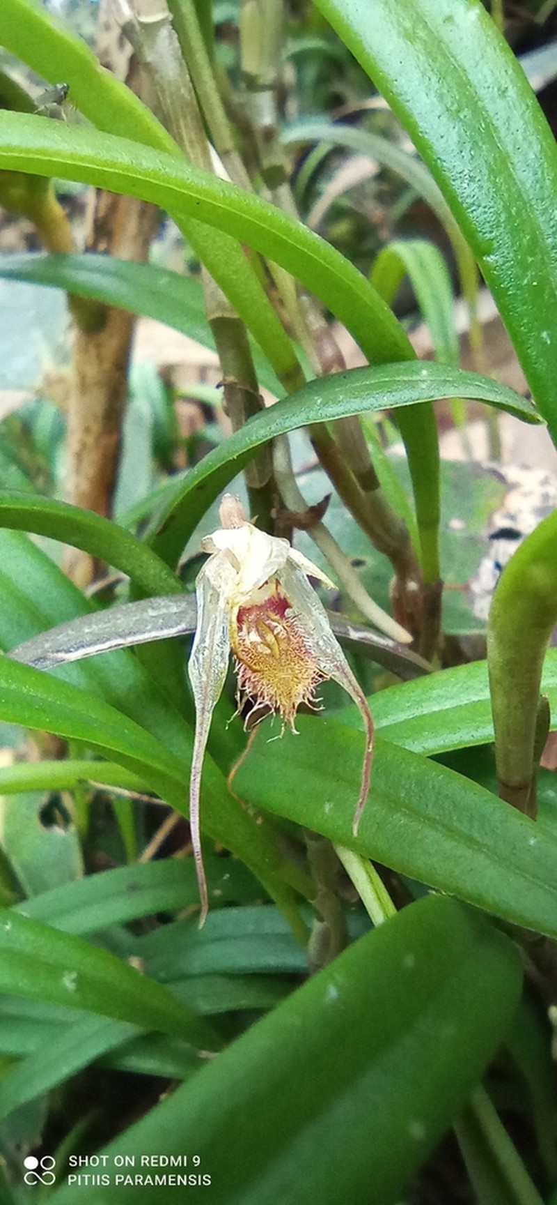 Andinia xenion photo 8