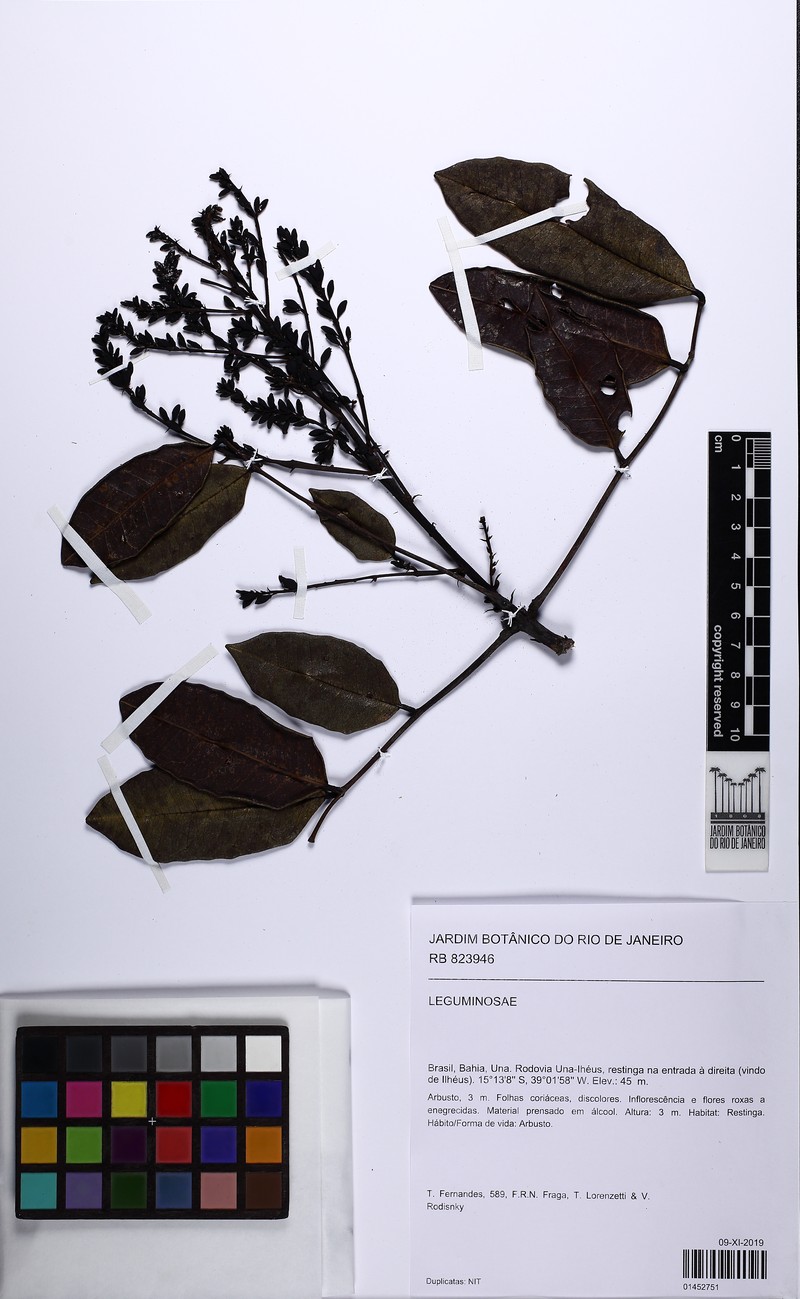 Andira carvalhoi