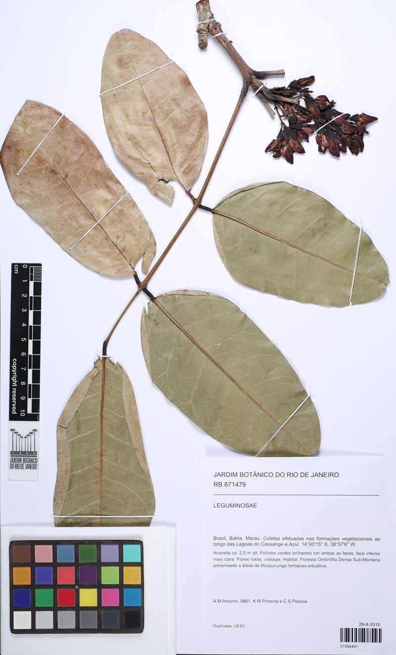 Andira carvalhoi photo 2