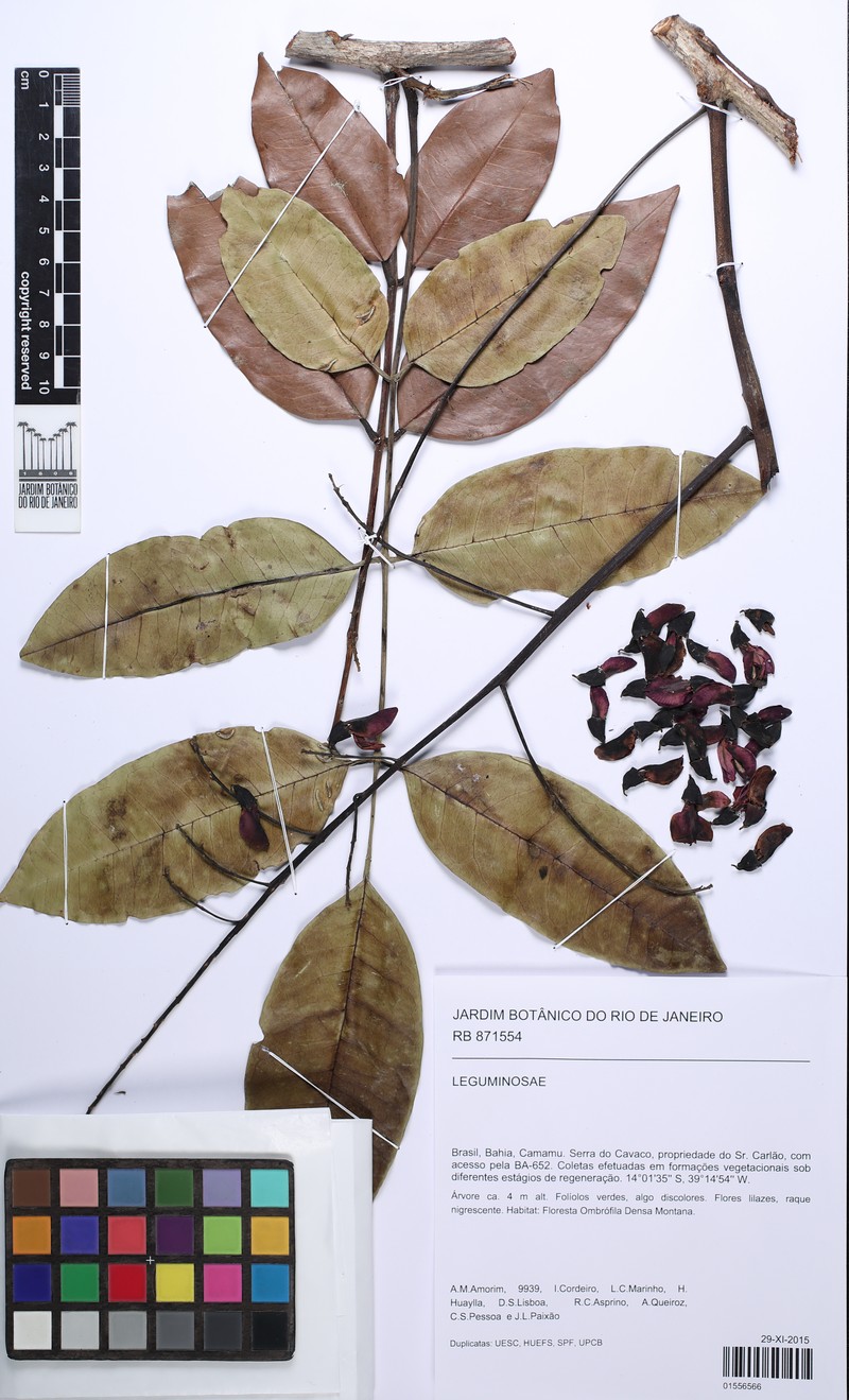 Andira carvalhoi photo 3