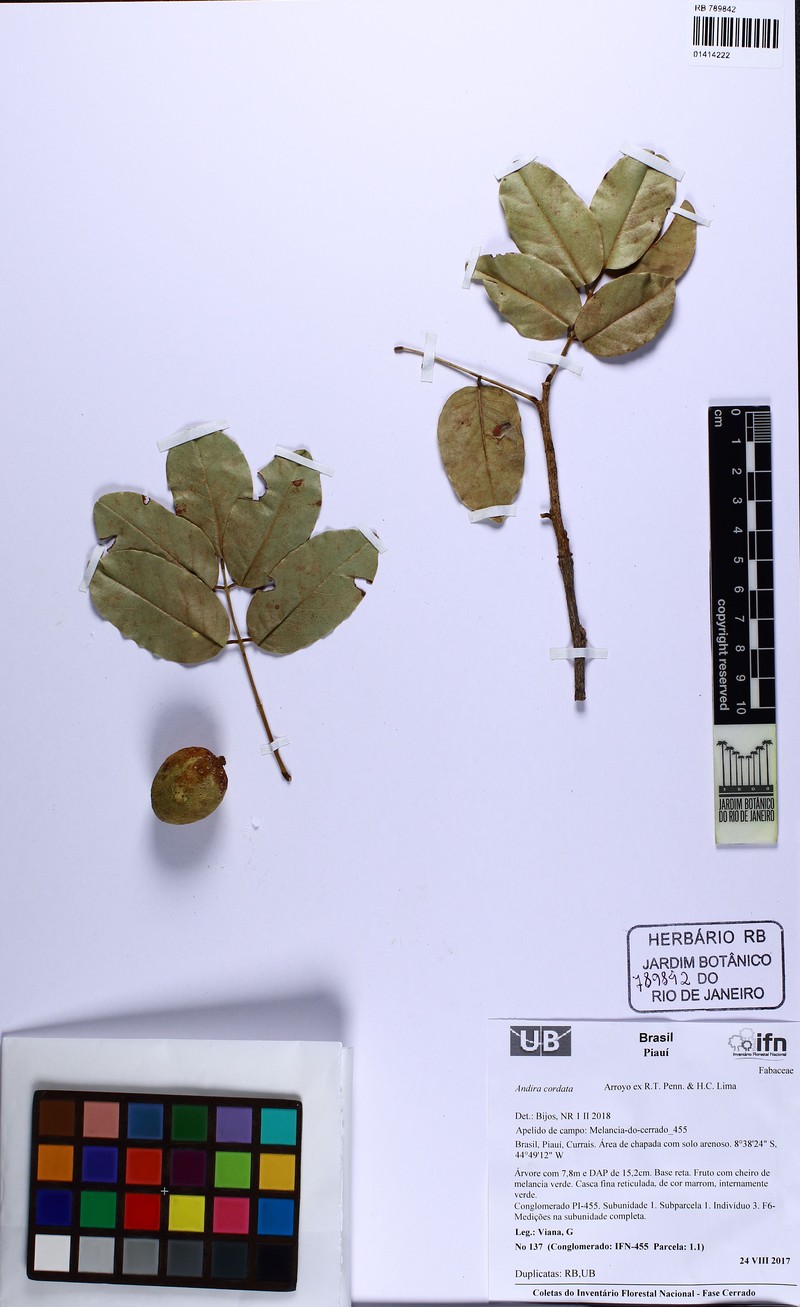 Andira cordata