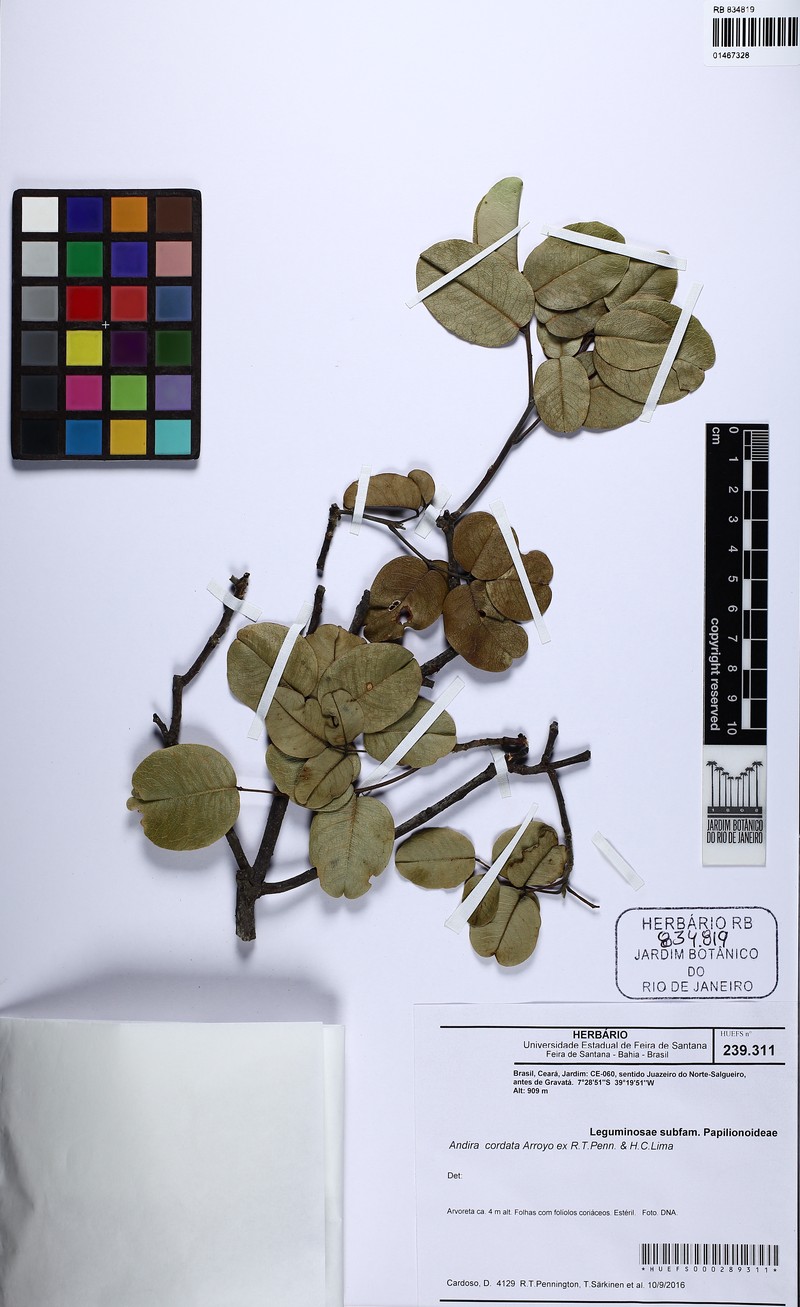 Andira cordata photo 2