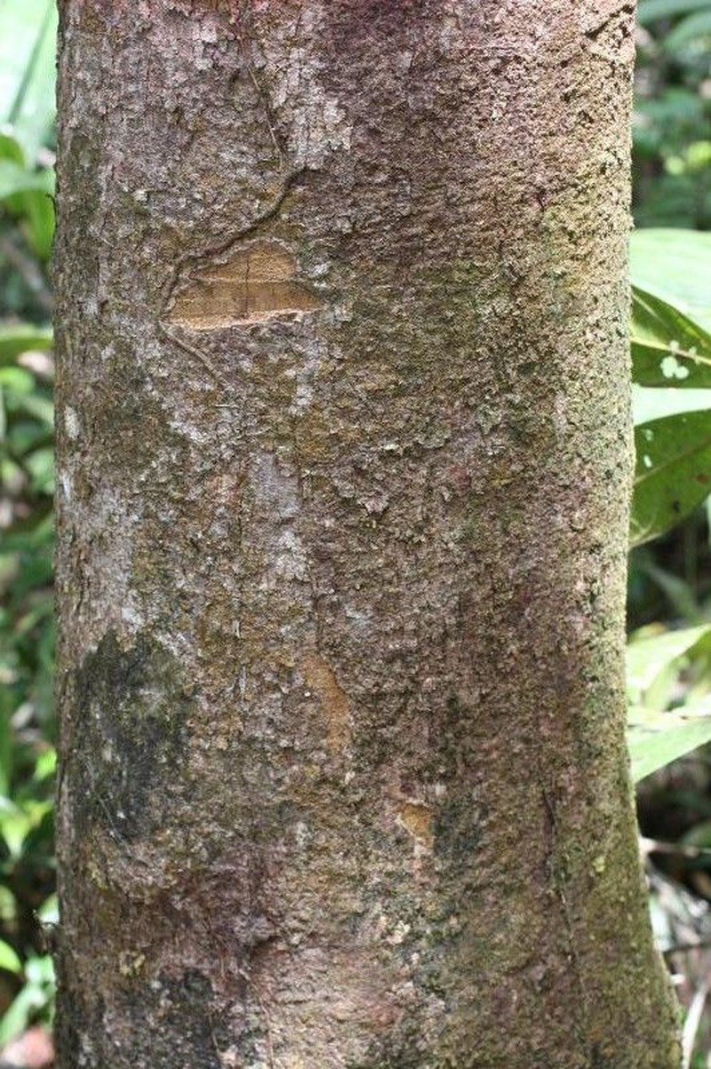 Andira coriacea