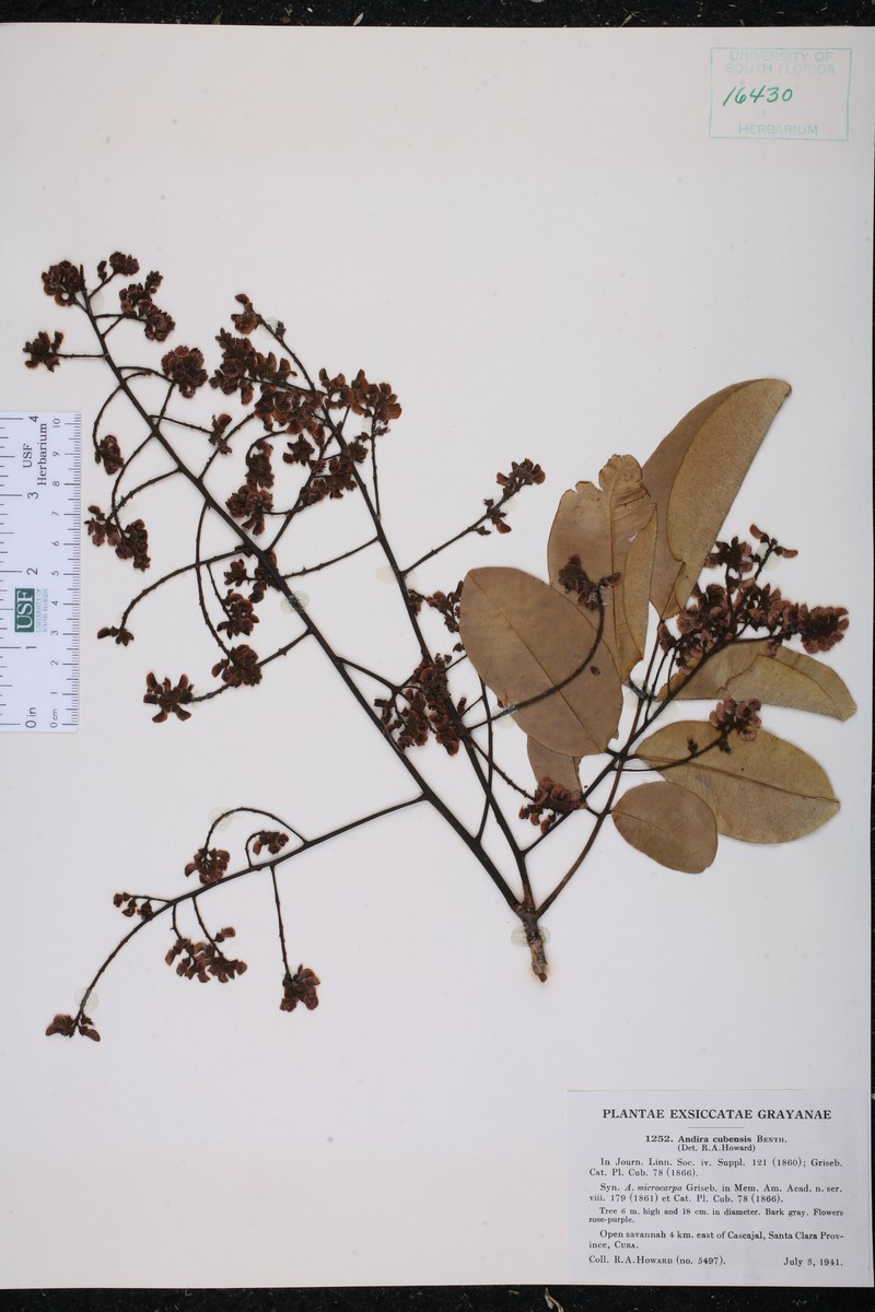Andira cubensis