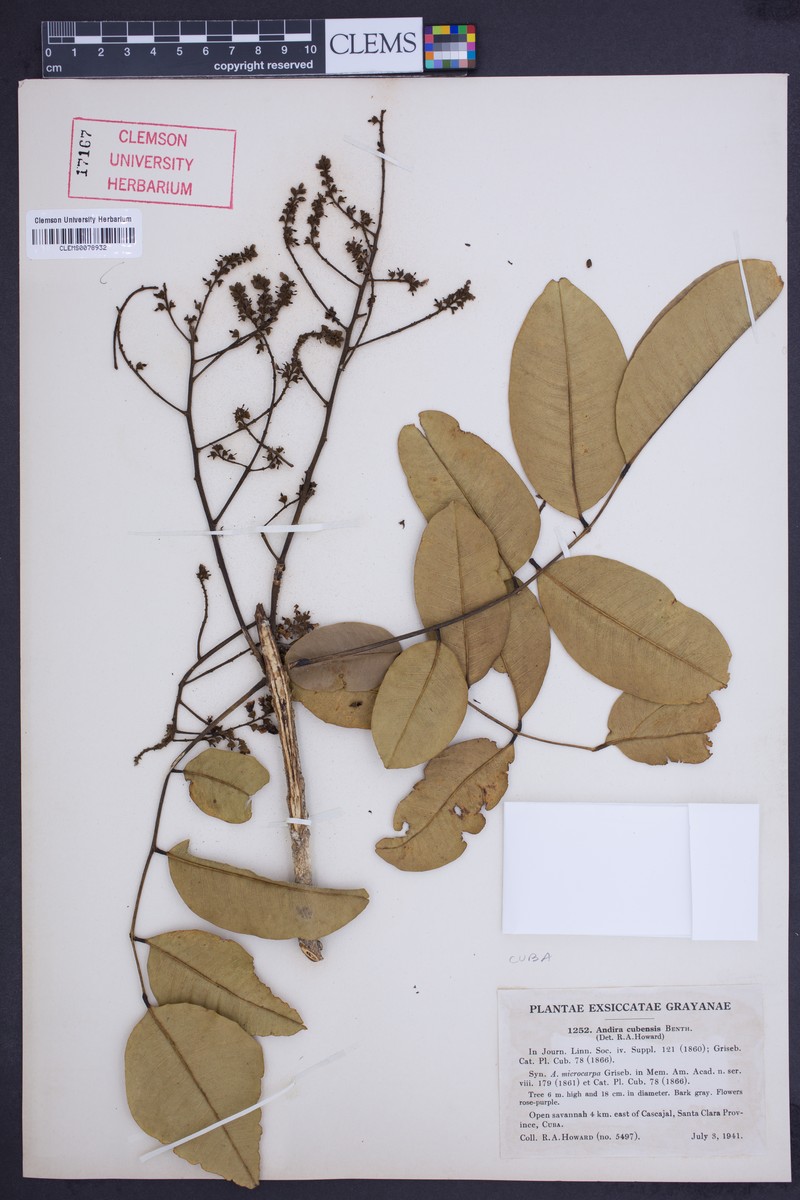 Andira cubensis photo 2