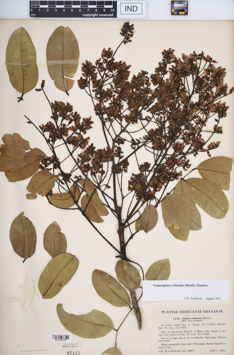 Andira cubensis photo 3