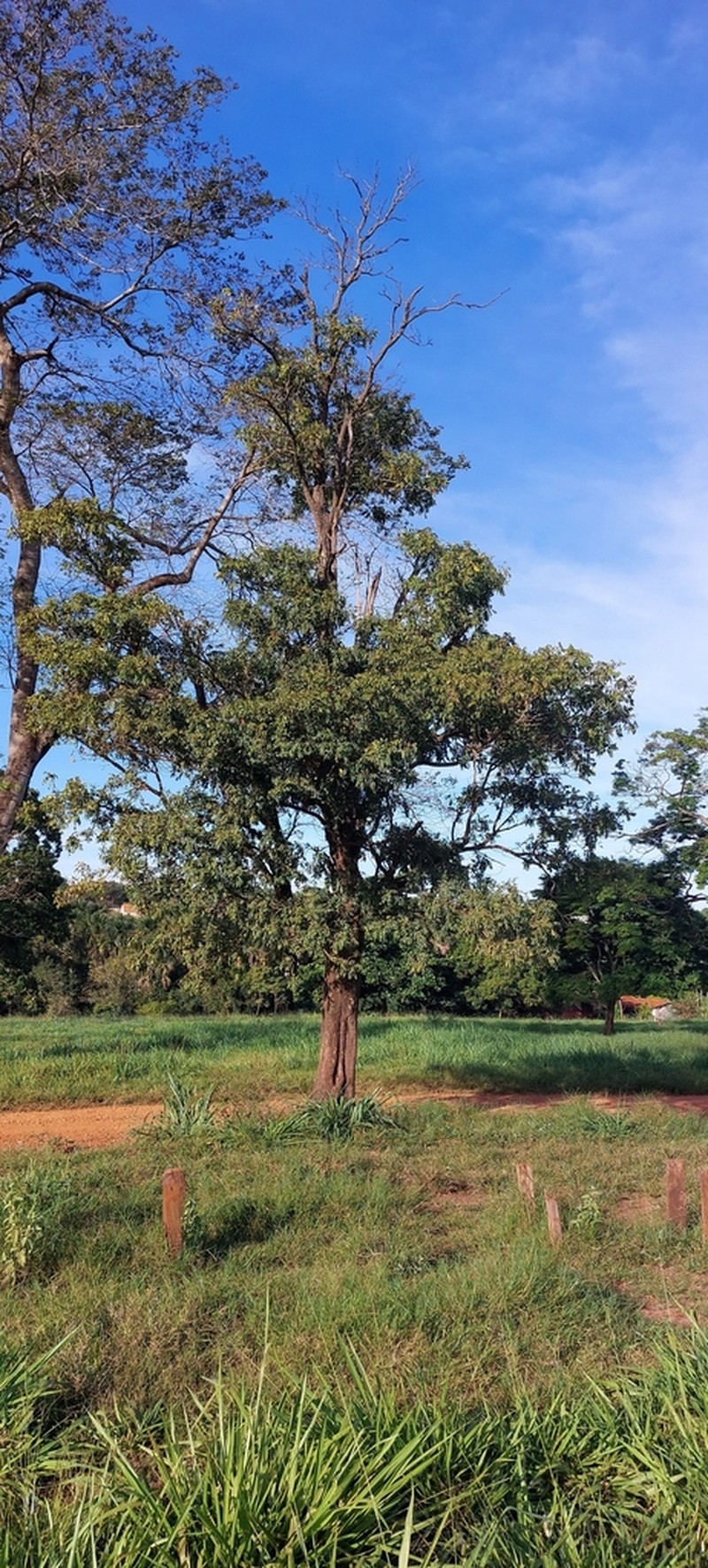 Andira cujabensis