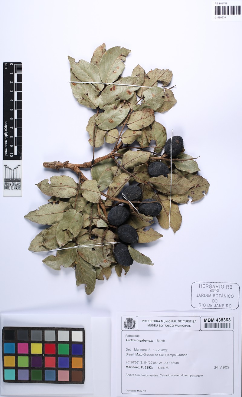 Andira cujabensis photo 2