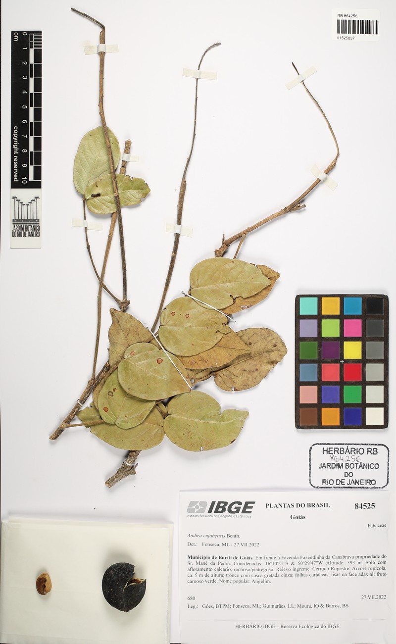 Andira cujabensis photo 3