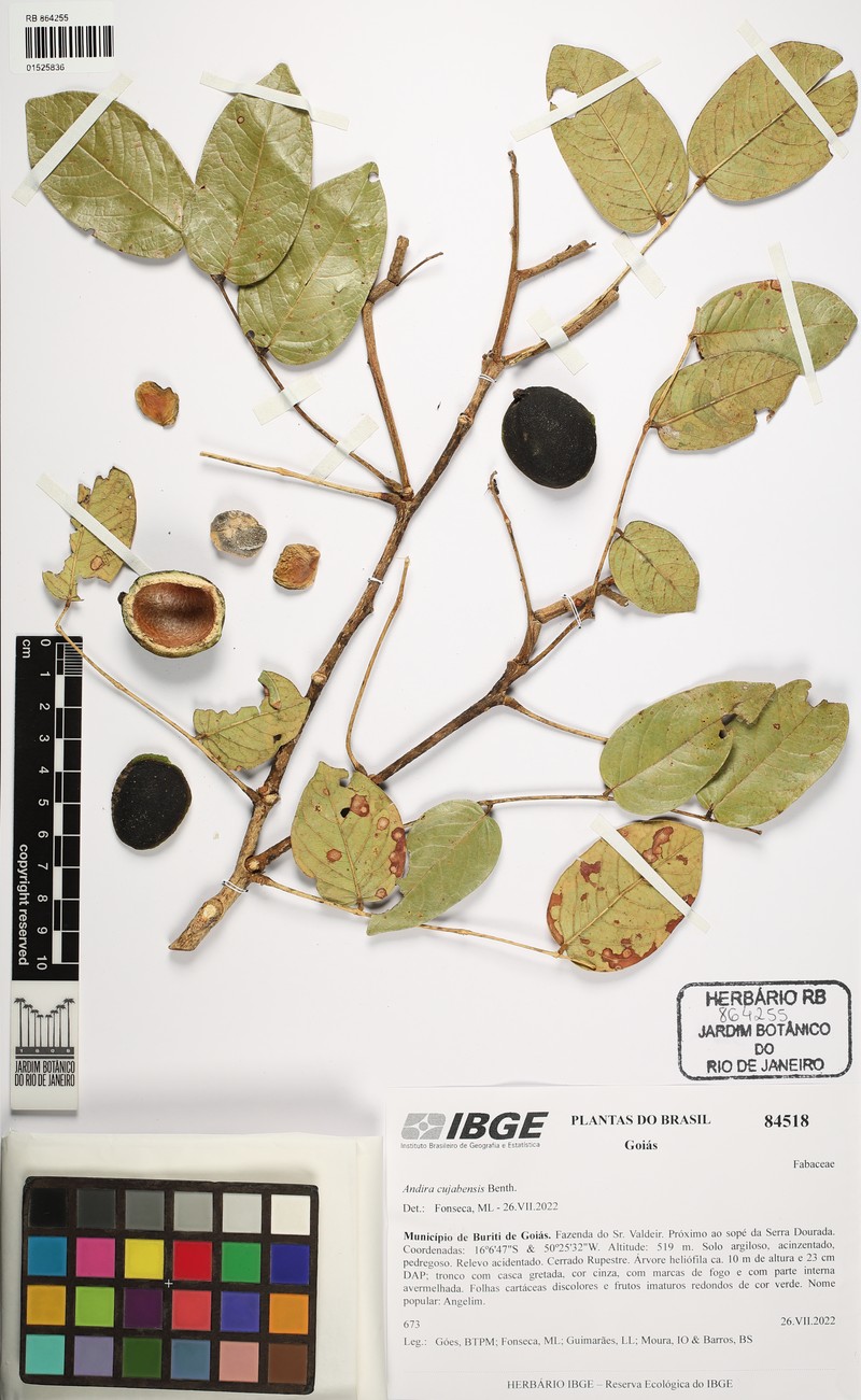 Andira cujabensis photo 4