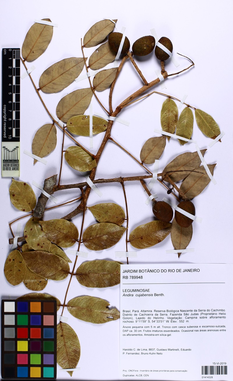 Andira cujabensis photo 5
