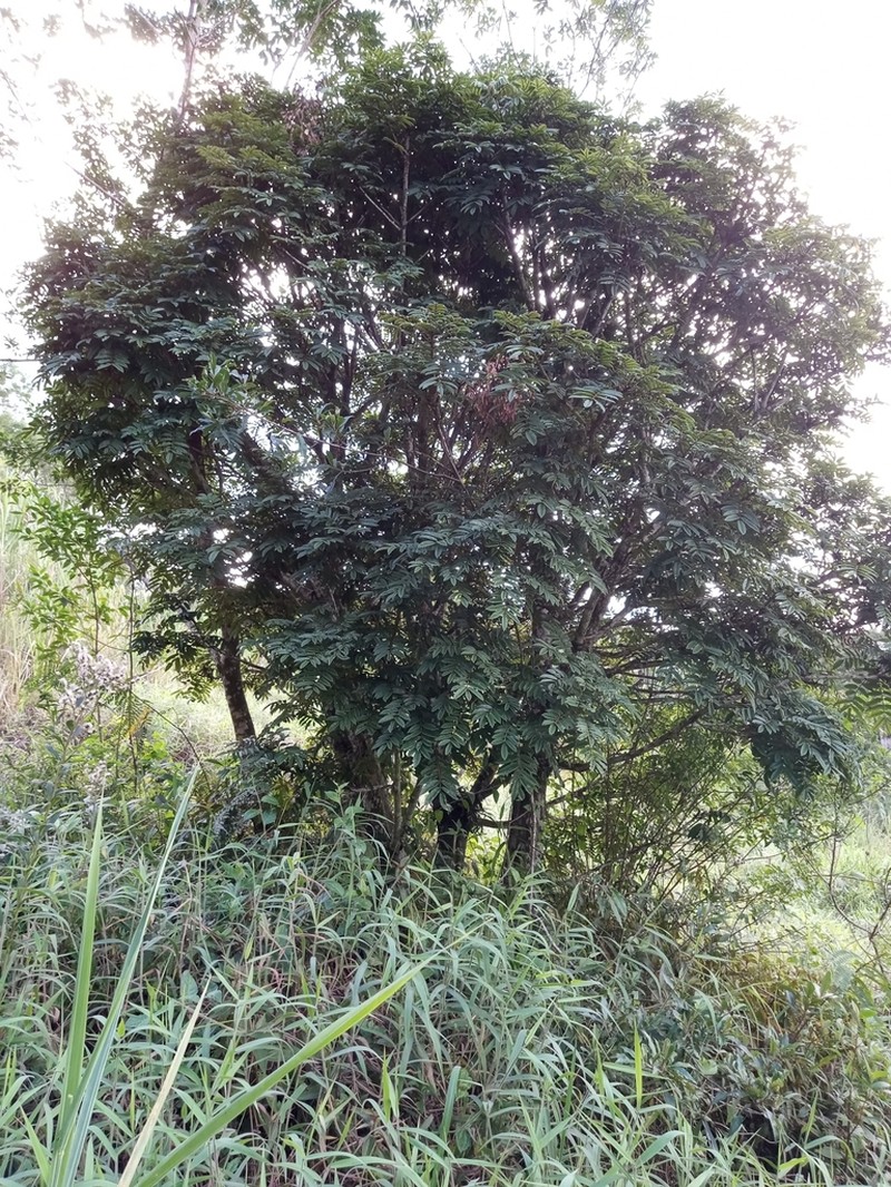 Andira fraxinifolia