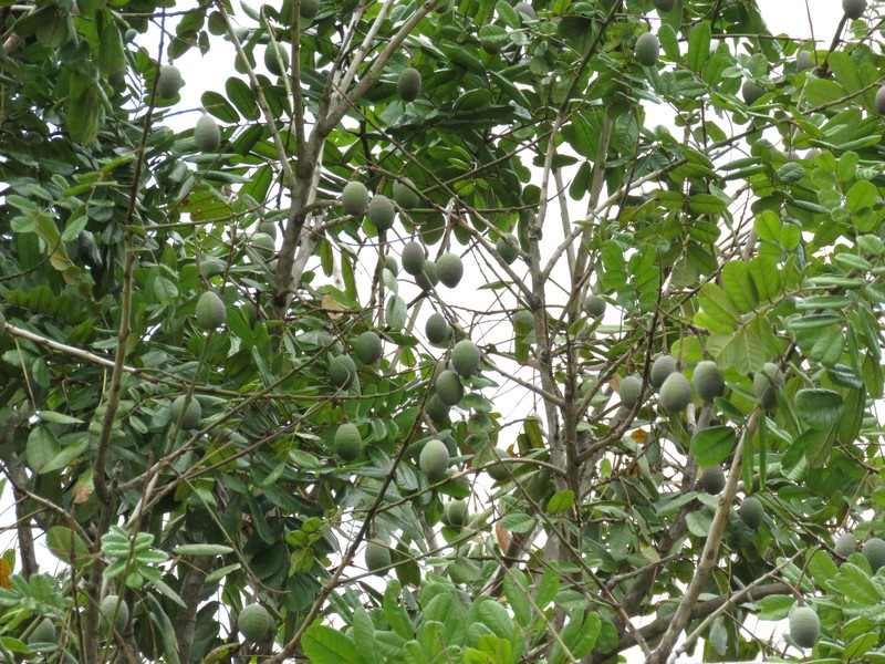 Andira galeottiana