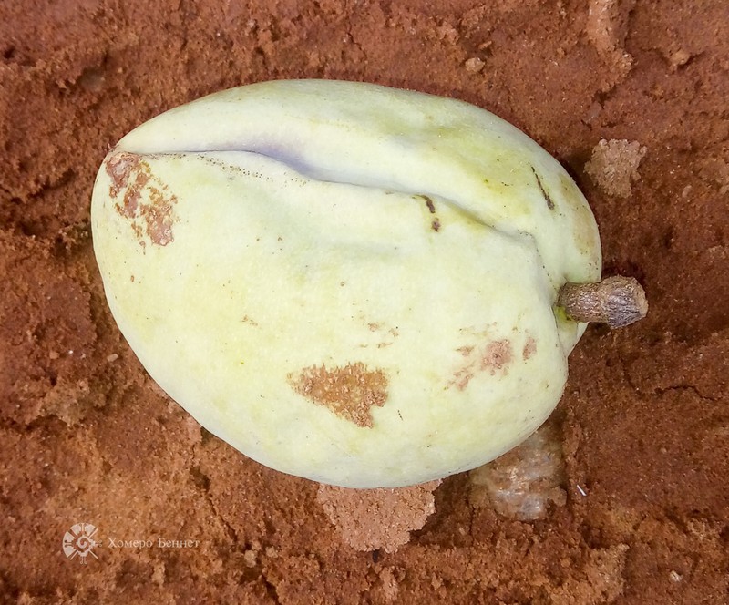Andira galeottiana photo 2