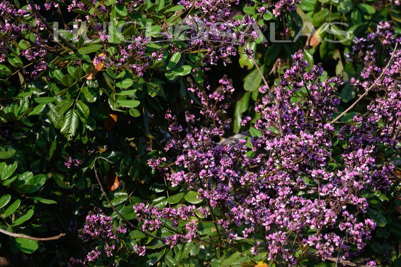 Andira galeottiana photo 4