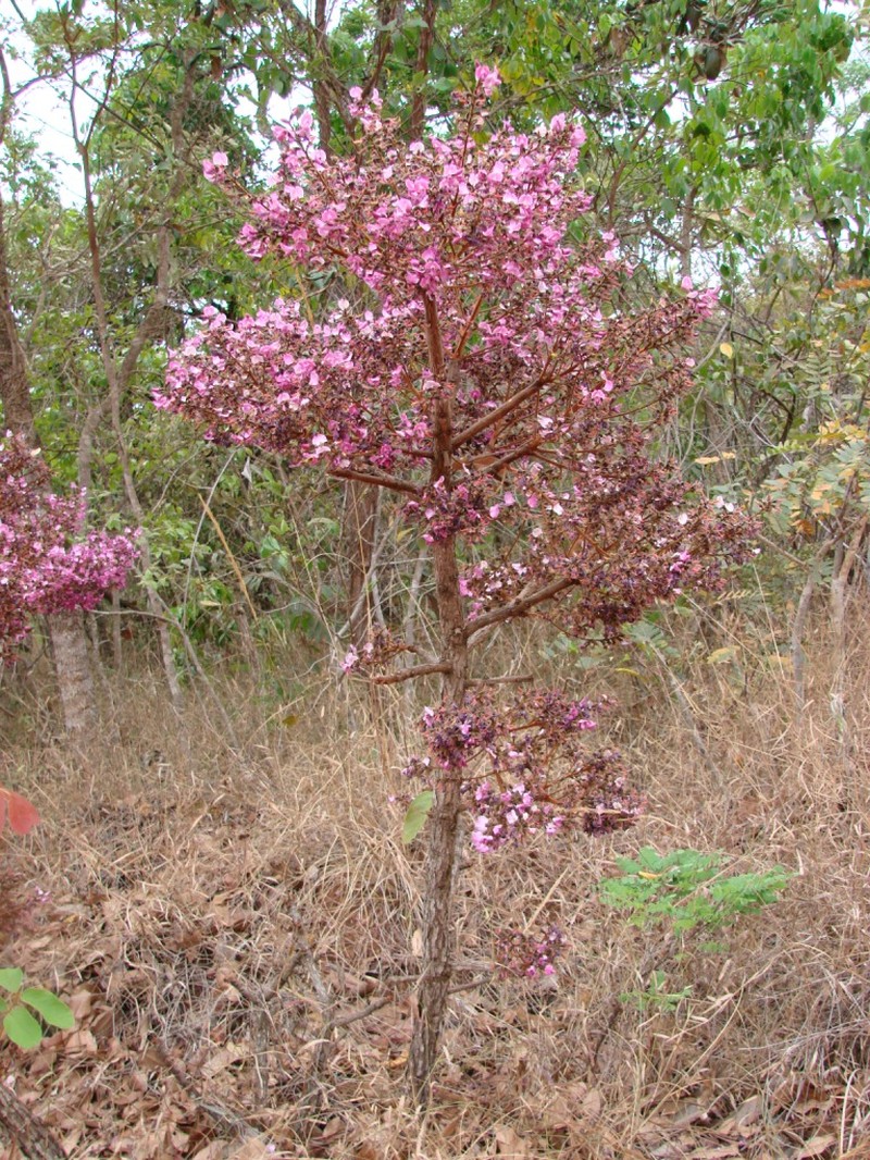 Andira humilis