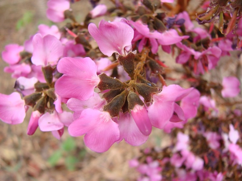 Andira humilis photo 2