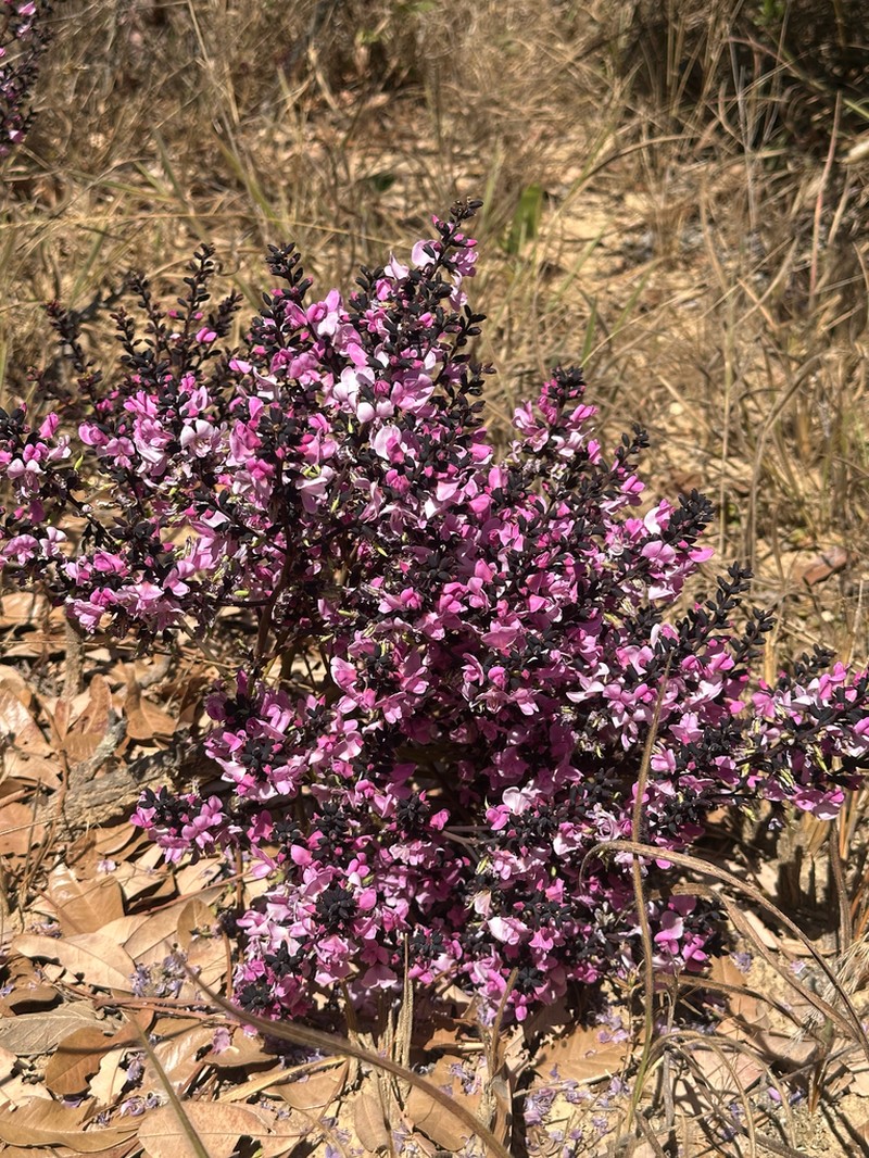 Andira humilis photo 3