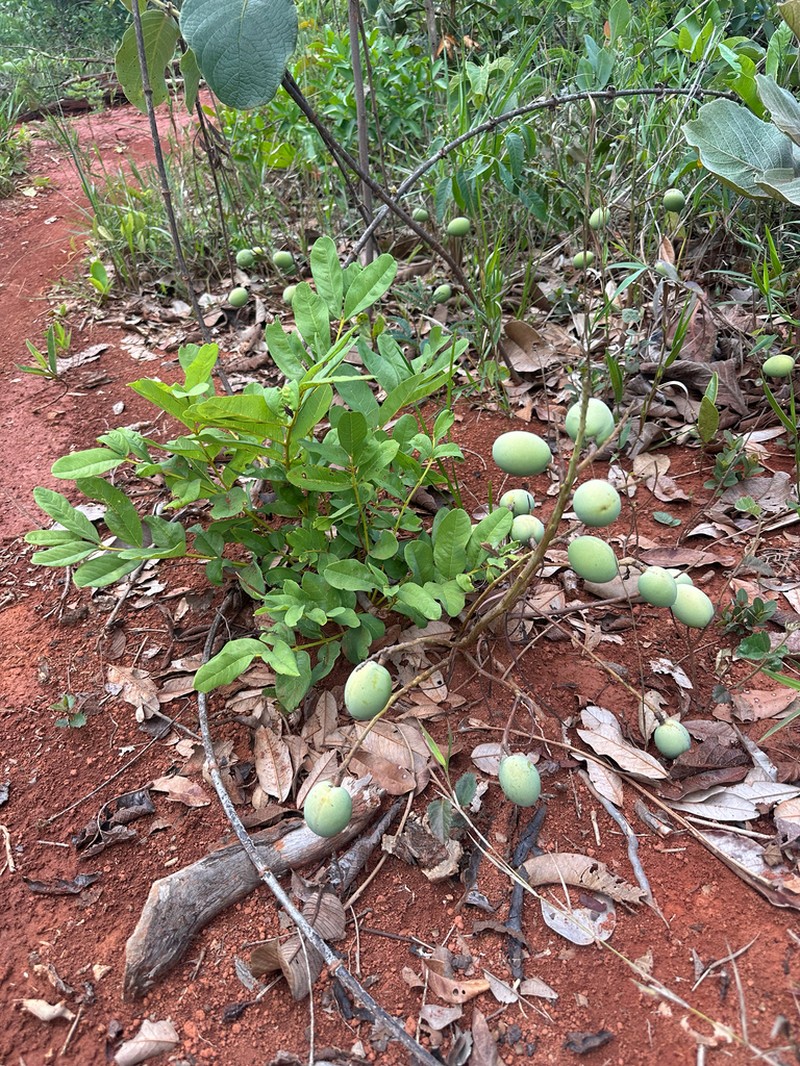 Andira humilis photo 4