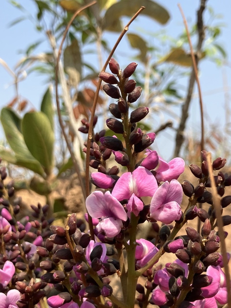 Andira humilis photo 5