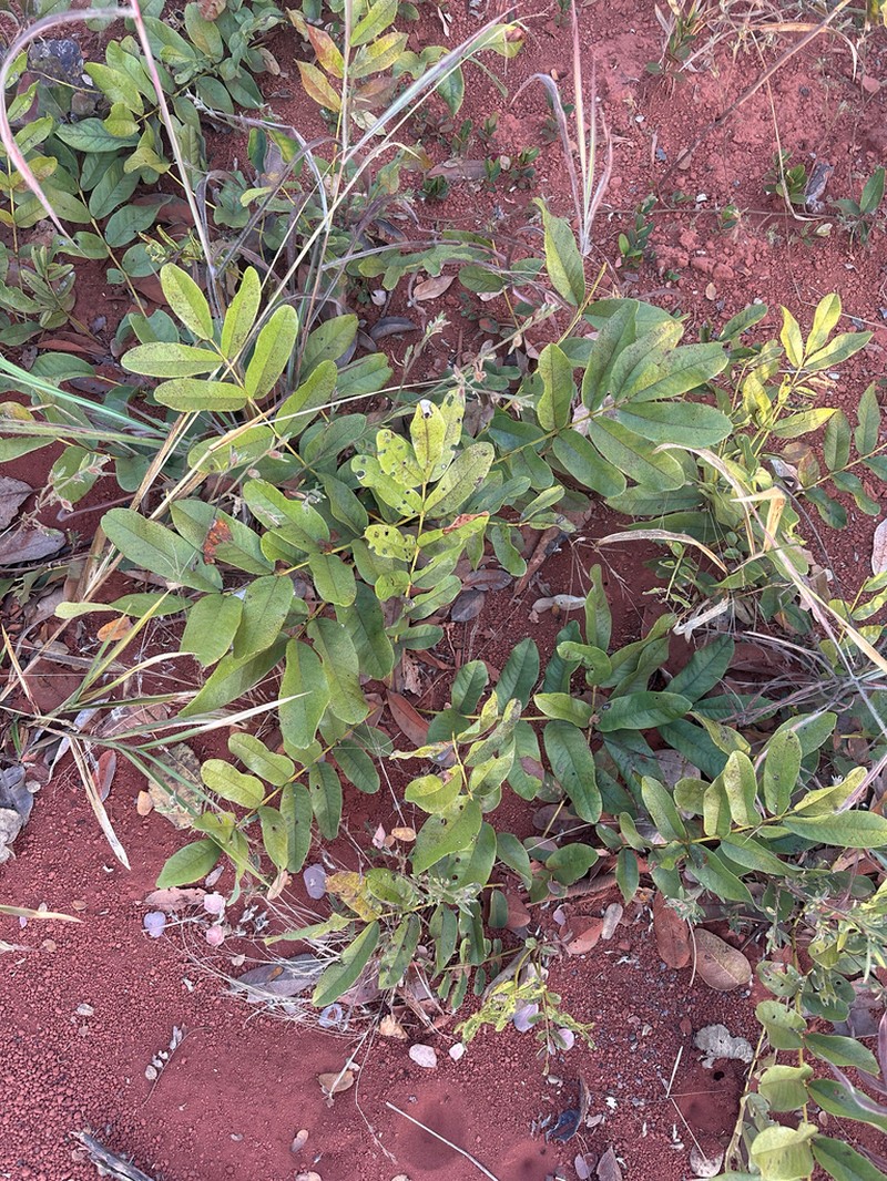 Andira humilis photo 6