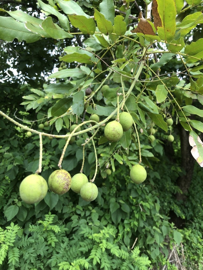 Cabbagebark Tree photo 2