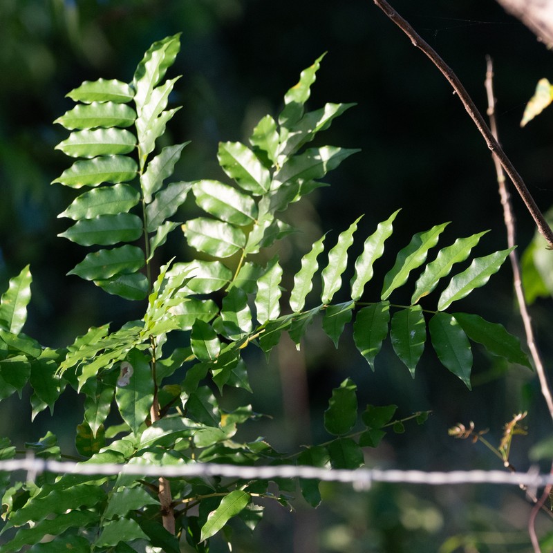 Cabbagebark Tree photo 4