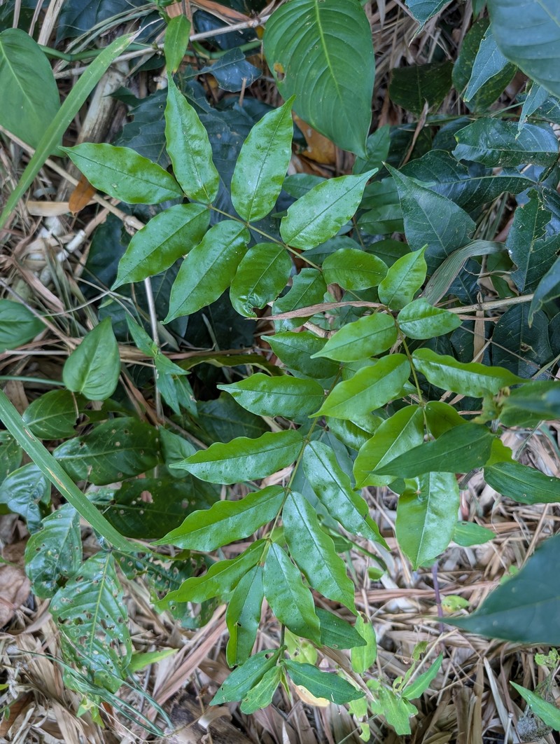 Andira inermis subsp. inermis