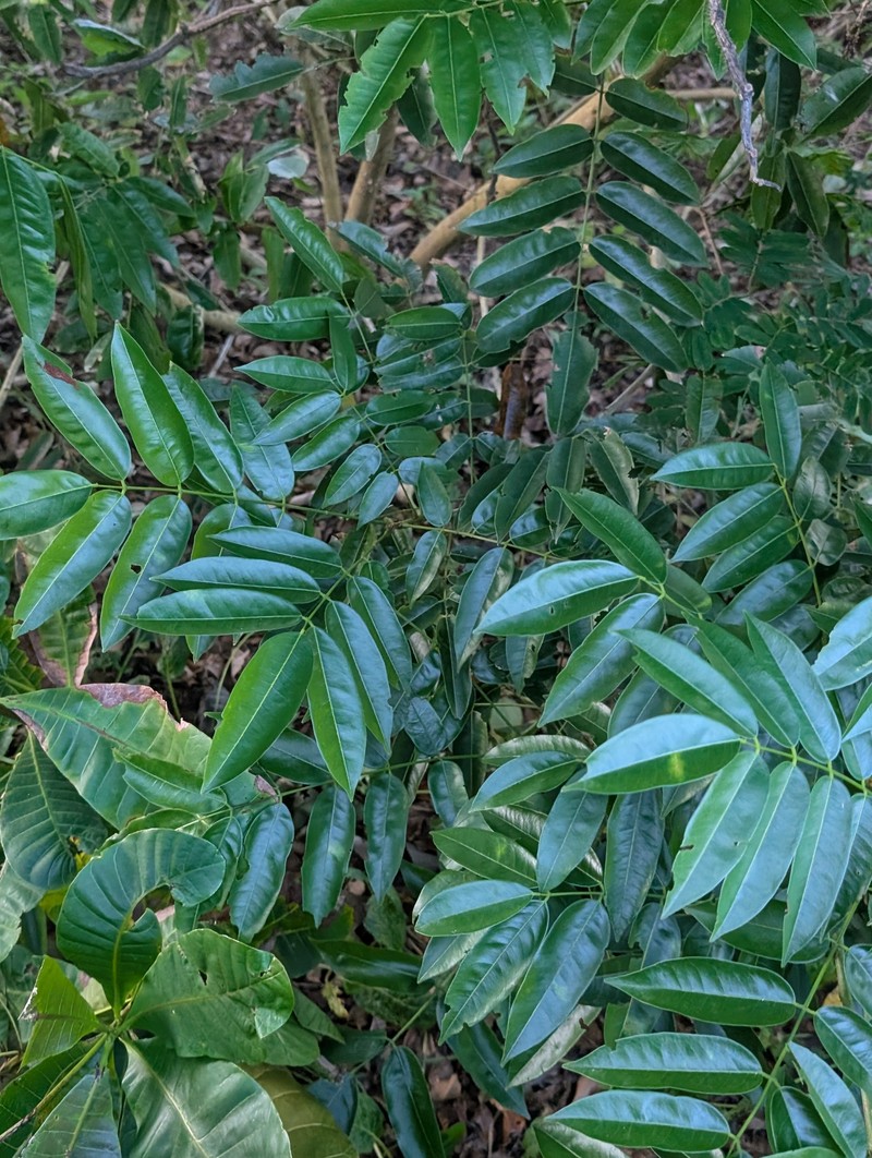 Andira inermis subsp. inermis photo 2