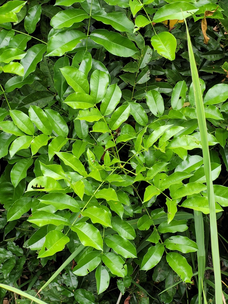 Andira inermis subsp. inermis photo 4