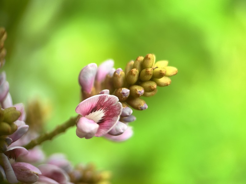 Andira inermis subsp. inermis photo 6