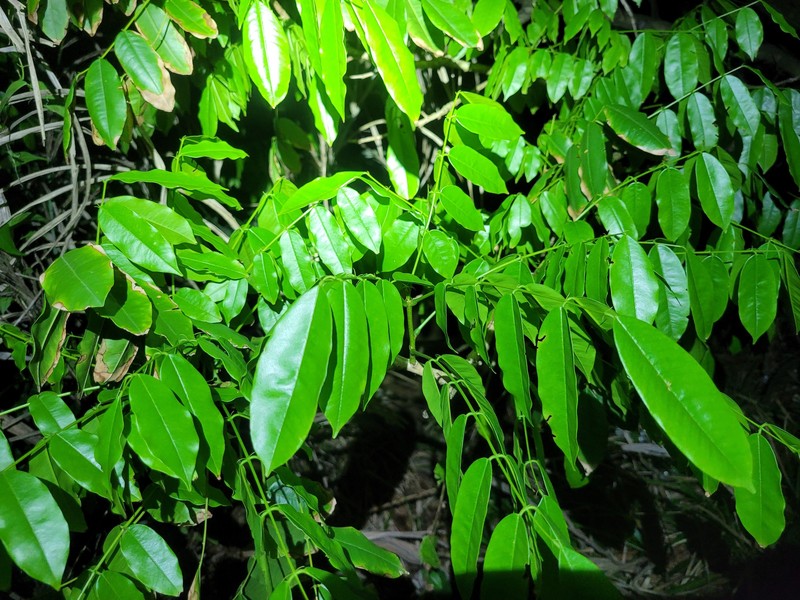 Andira inermis subsp. inermis photo 7
