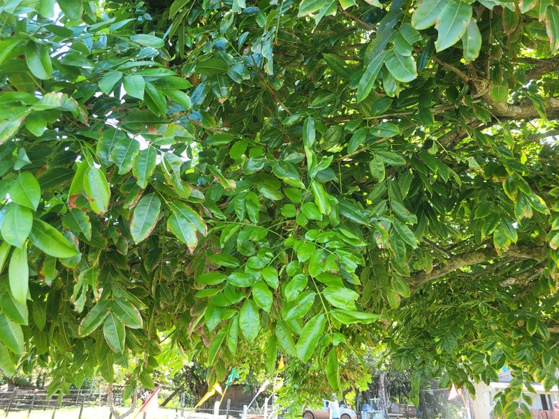 Andira inermis subsp. inermis photo 8