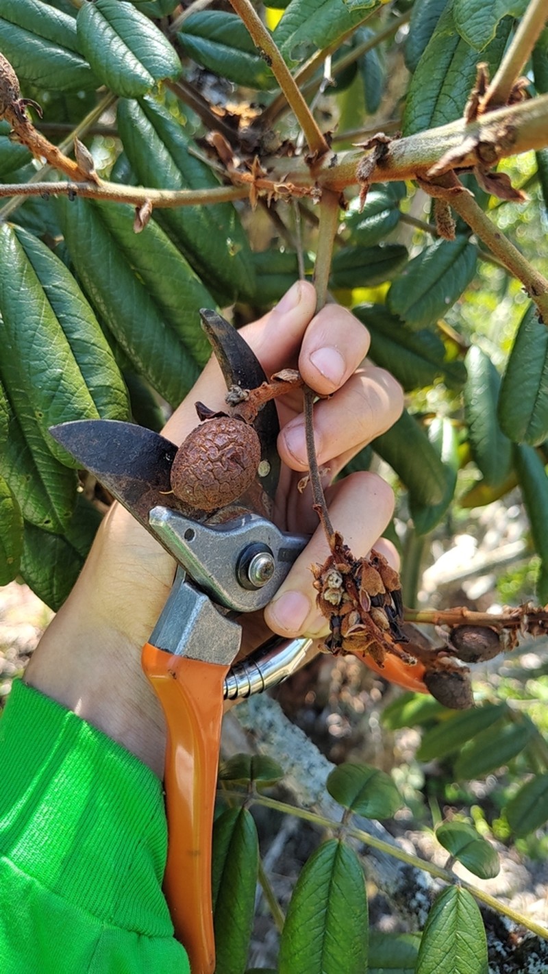 Andira legalis