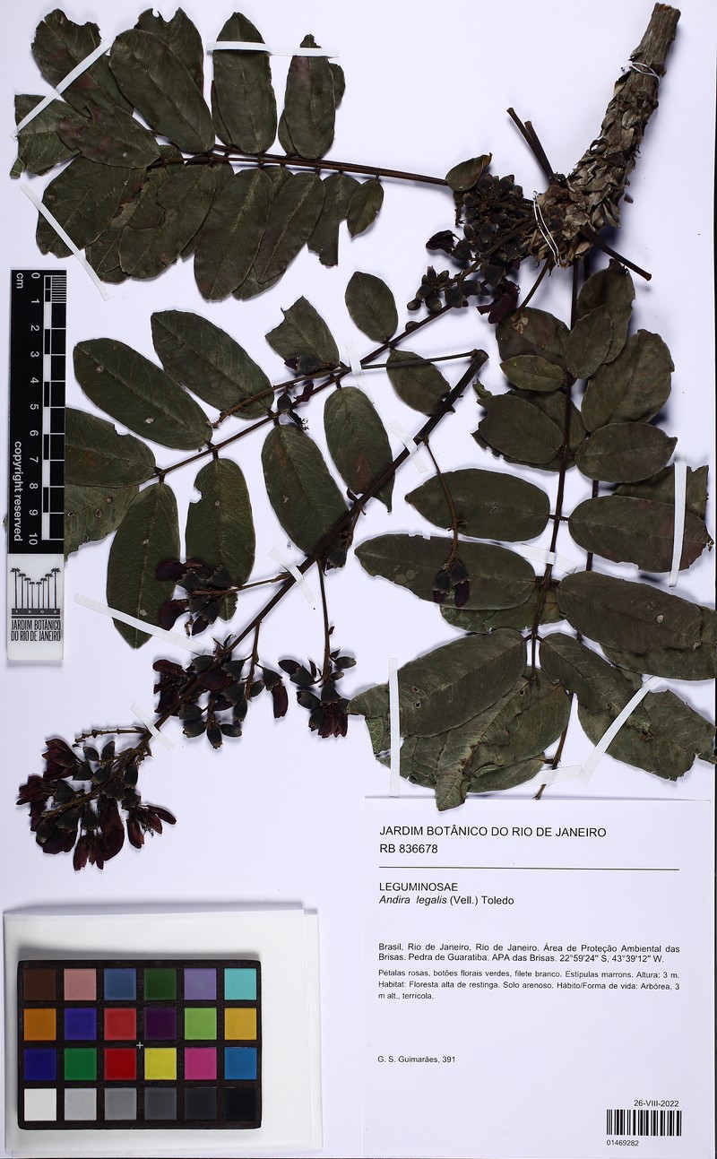Andira legalis photo 2