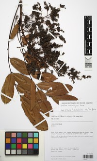 Andira macrothyrsa