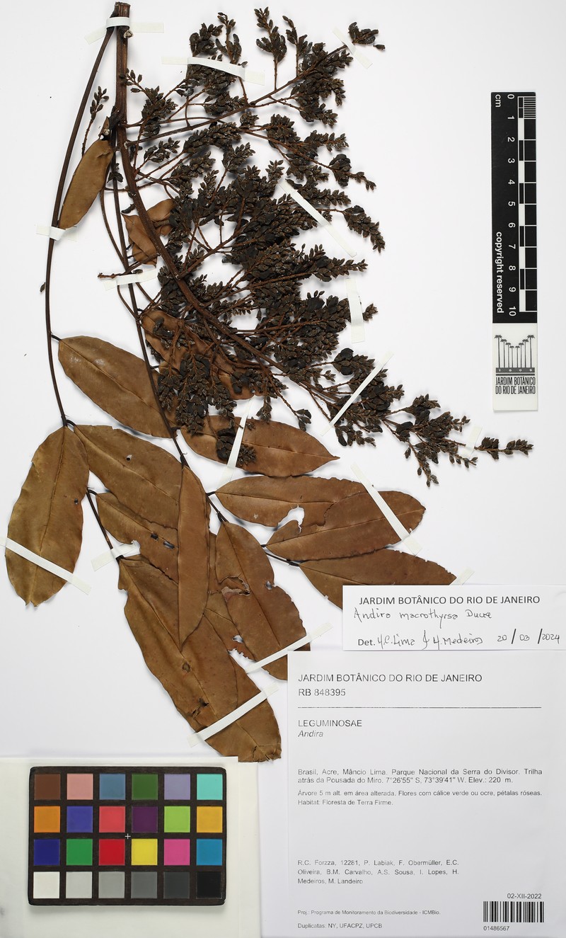 Andira macrothyrsa