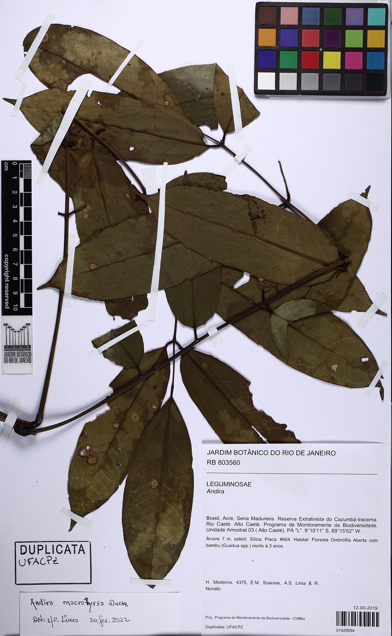 Andira macrothyrsa photo 2