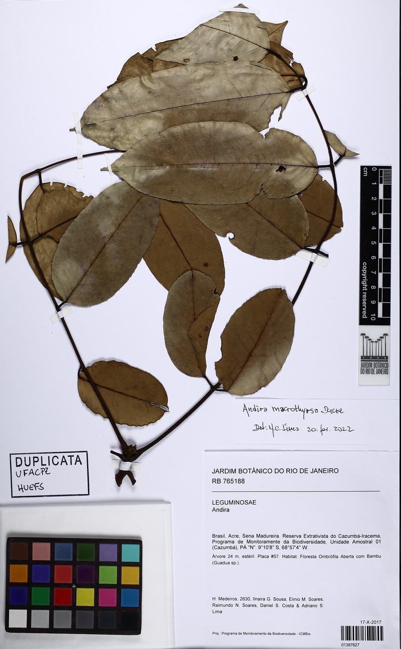Andira macrothyrsa photo 3