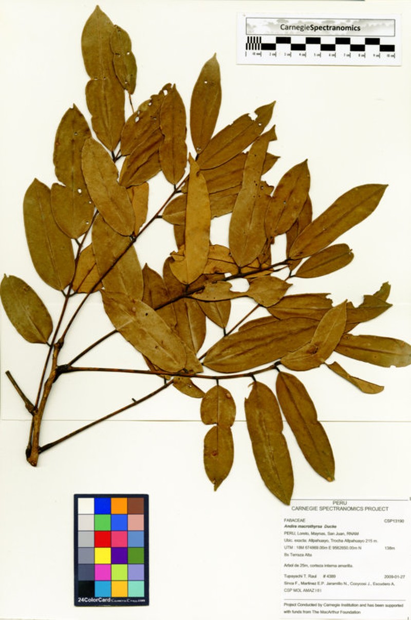 Andira macrothyrsa photo 4