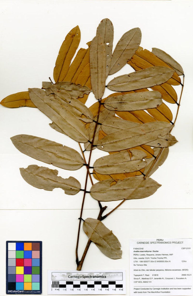 Andira macrothyrsa photo 5